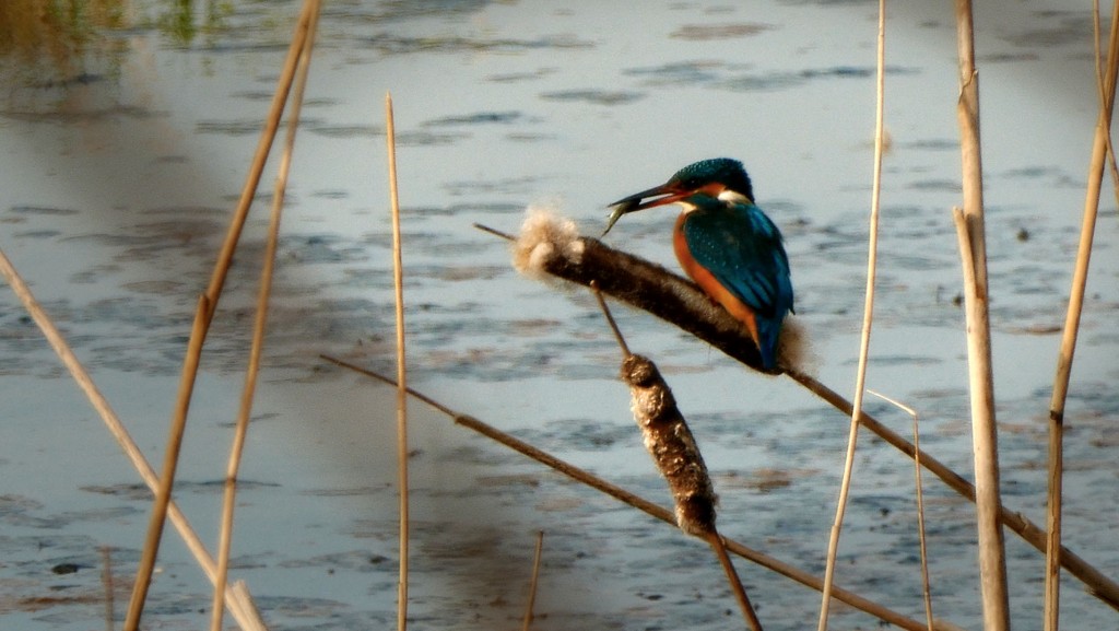 IJsvogel met visje op een lisdodde aan de sloot achter de eendenkooi op Ruigoord ©2016 Huib J. Lirb