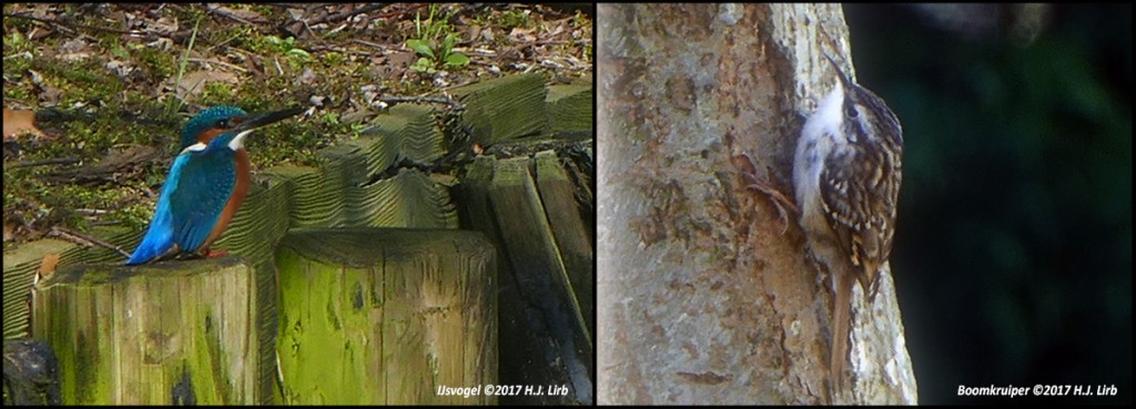 IJsvogel en boomkruipers langs de randen van Nieuw-Sloten. ©2017 H.J. Lirb