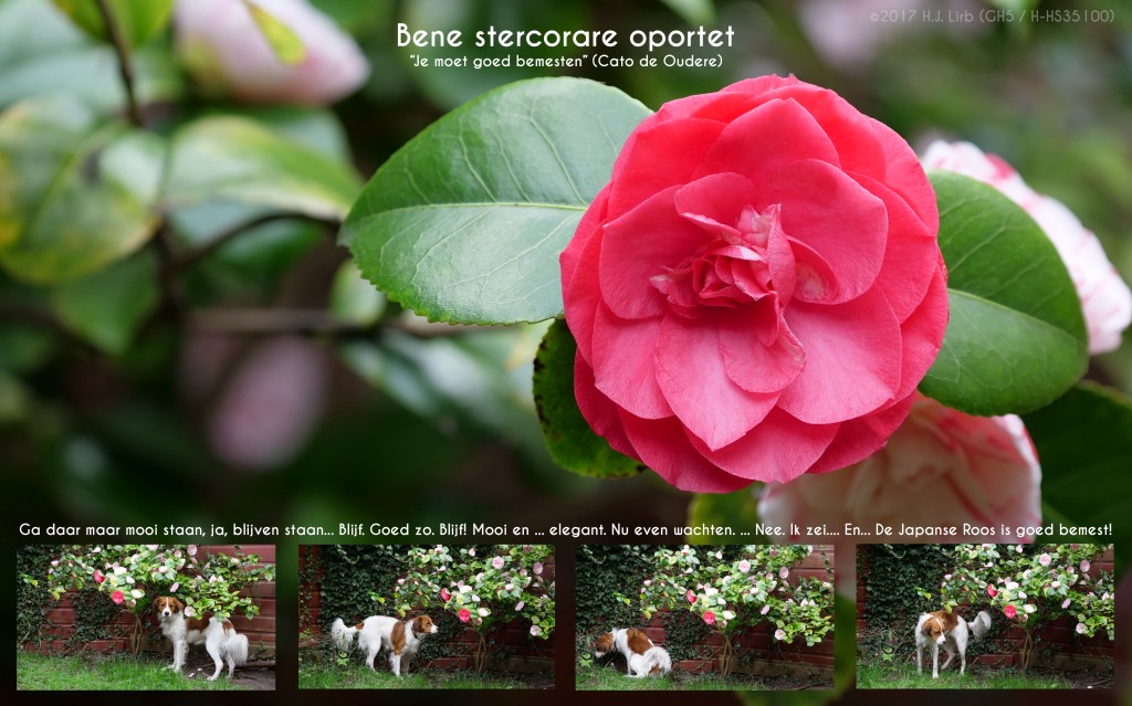 Eigen Huis en Tuin - De Japanse Roos (Camellia Japonica) wordt door Gossa goed bemest. ©2017 Huib J. Lirb