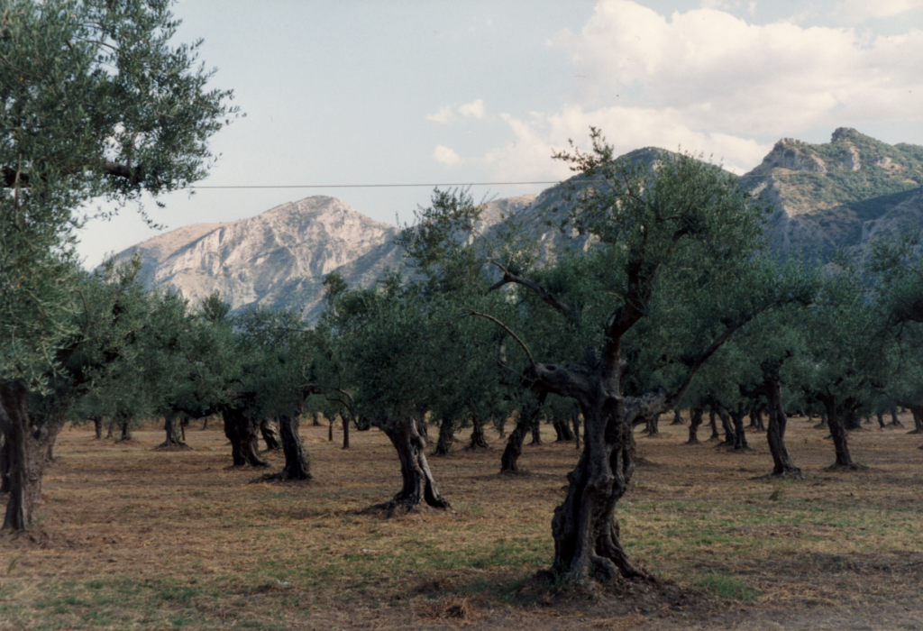 Sparta. Olijfboomgaard in de Eurotas vallei met de Taygetos in het verschiet (Foto ©1990/2019 Huib J. Lirb)